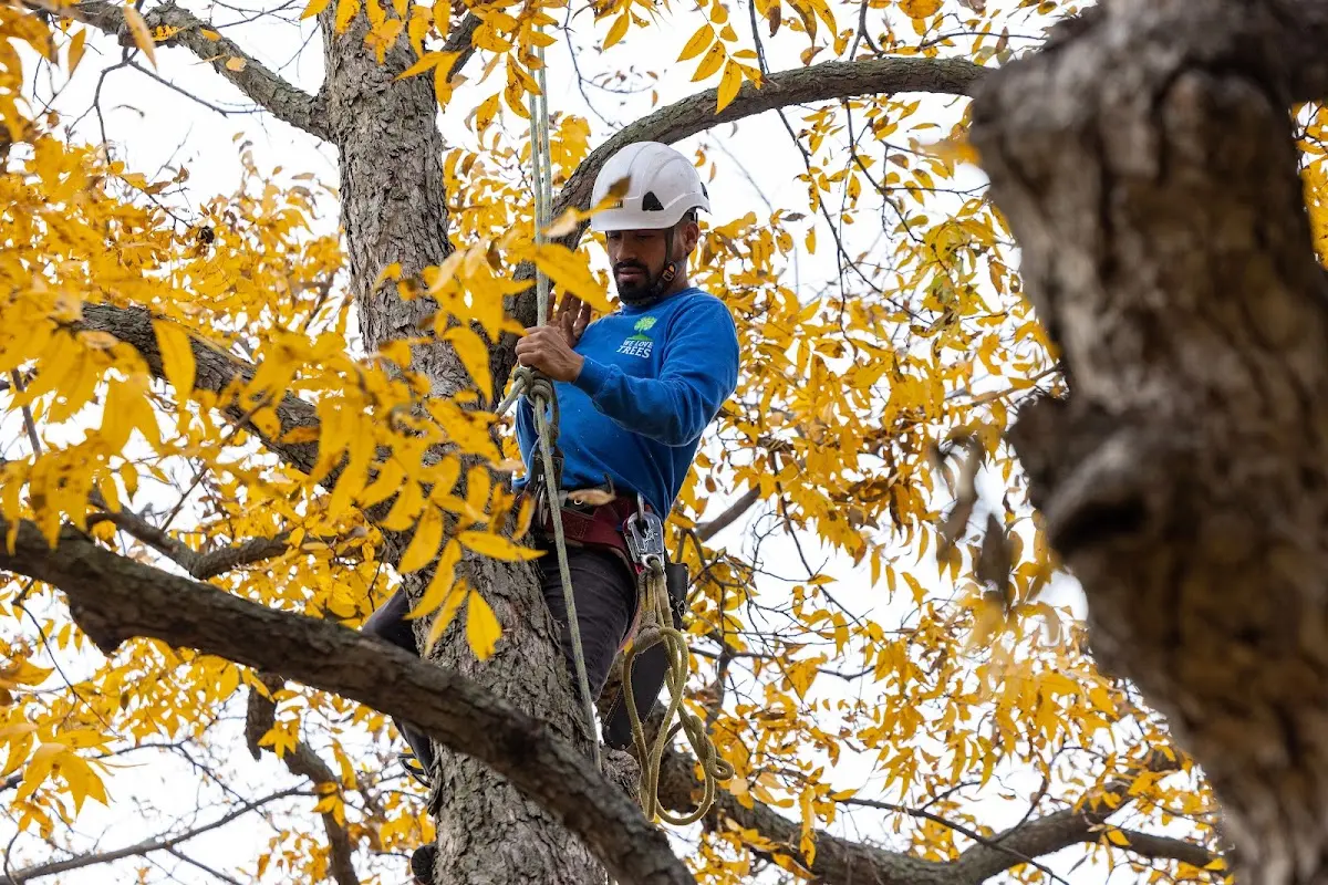 Skilled Tree Trimming crew working in Hanover